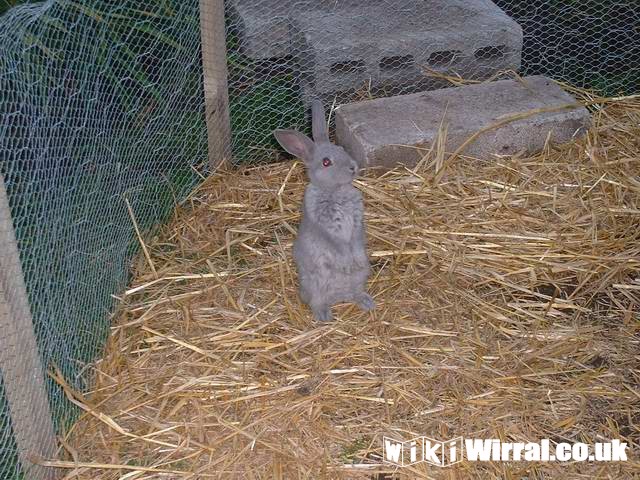 Attached picture Bunny 1.JPG